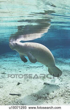 Stock Image - Full view of West Indian manatee beneath surface (Trichechus manatus) Crystal River, Florida, USA. Fotosearch