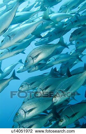 Stock Image - Galapagos Grunts ( Orthopristis forbesi). Galapagos, Pacific Ocean. Fotosearch