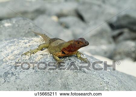Stock Image - Galapagos lava lizard (Microlophus albemarlensis). Galapagos. (rr). Fotosearch