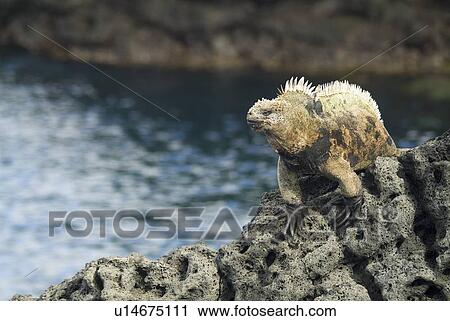 Stock Image - Galapagos marine iguana (Amblyrhynchus cristatus). Galapagos. (rr) . Fotosearch