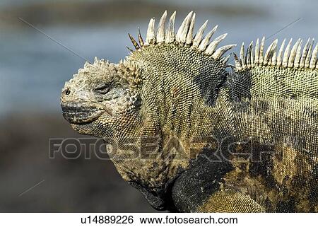 Stock Photograph - Galapagos marine iguana (Amblyrhynchus cristatus). Galapagos. (rr) . Fotosearch