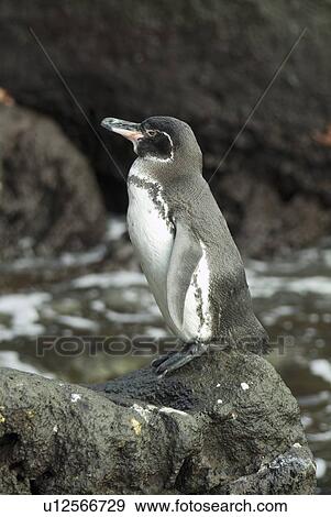 Galapagos penguin (Spheniscus mendiculus). Galapagos. (rr) View Large Photo Image Stock Photo - Galapagos penguin (Spheniscus mendiculus). Galapagos. (rr). Fotosearch