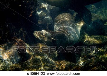 Galapagos sea lion (Zalophus californianus wollebacki). Galapagos, Pacific Ocean View Large Photo Image Stock Image - Galapagos sea lion (Zalophus californianus wollebacki). Galapagos, Pacific Ocean. Fotosearch