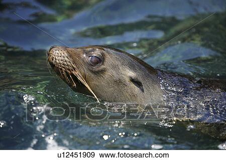 Galapagos sea lion (Zalophus wollebaeki) swimming in Gardner Bay on Espanola Island in the Galapagos Island roup, Ecuador. Pacific Ocean. View Large Photo Image Stock Photo - Galapagos sea lion (Zalophus wollebaeki) swimming in Gardner Bay on Espanola Island in the Galapagos Island roup, Ecuador. Pacific Ocean.. Fotosearch