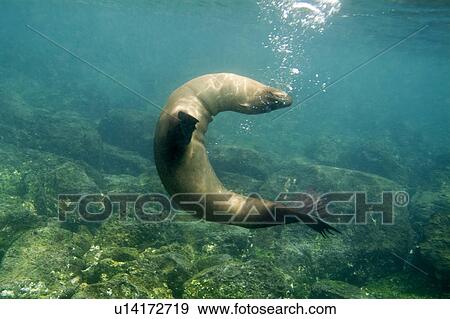 Galapagos sea lion (Zalophus californianus wollebacki). Galapagos, Pacific Ocean View Large Photo Image Stock Photo - Galapagos sea lion (Zalophus californianus wollebacki). Galapagos, Pacific Ocean. Fotosearch