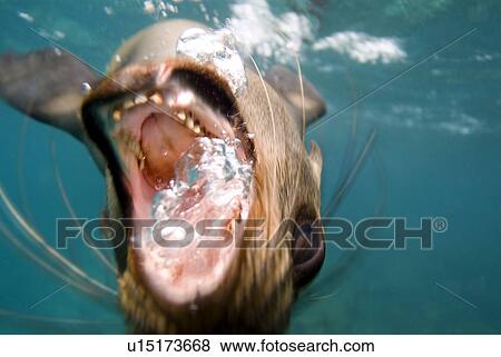 Galapagos sea lion (Zalophus californianus wollebacki). Galapagos, Pacific Ocean View Large Photo Image Stock Photo - Galapagos sea lion (Zalophus californianus wollebacki). Galapagos, Pacific Ocean. Fotosearch