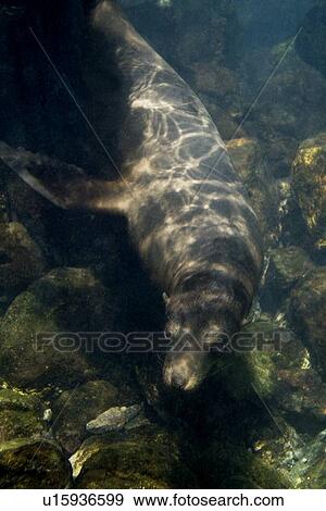 Stock Photo - Galapagos sea lion (Zalophus californianus wollebacki). Galapagos, Pacific Ocean. Fotosearch