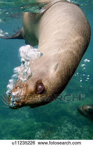 Stock Photograph - Galapagos sea lion (Zalophus californianus wollebacki). Galapagos, Pacific Ocean. Fotosearch