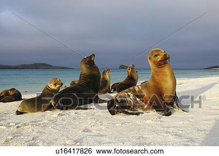 Stock Photograph - Galapagos sea lions (Zalophus wollebaeki) in Gardner Bay on Espanola Island in the Galapagos Island roup, Ecuador. Pacific Ocean. (rr). Fotosearch