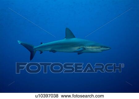Stock Photo - Galapagos shark ( Carcharhinus galapagensis). Galapagos, Pacific Ocean. Fotosearch