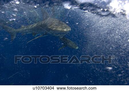 Galapagos sharks, Carcharhinus galapagensis, Oahu, Hawaii View Large Photo Image Picture - Galapagos sharks, Carcharhinus galapagensis, Oahu, Hawaii. Fotosearch