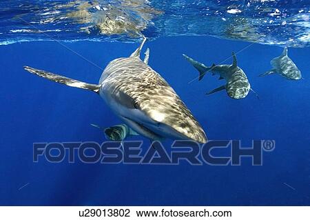 Stock Image - Galapagos sharks, Carcharhinus galapagensis, Oahu, Hawaii. (rr). Fotosearch