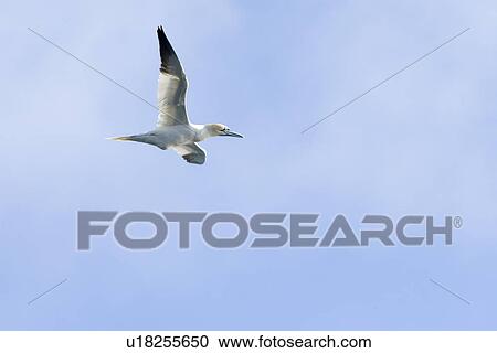 Gannet (Morus bassanus). Hebrides, Scotland View Large Photo Image Stock Image - Gannet (Morus bassanus). Hebrides, Scotland. Fotosearch