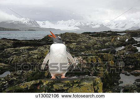 Gentoo penguin (Pygoscelis Papua) on the beach at Prion Island in the Bay of Isles on South Georgia Island, South Atlantic Ocean. View Large Photo Image Stock Photograph - Gentoo penguin (Pygoscelis Papua) on the beach at Prion Island in the Bay of Isles on South Georgia Island, South Atlantic Ocean.. Fotosearch
