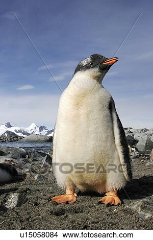 Gentoo Penguin (Pygoscelis Papua) fledgling on the beach in Antarctica. View Large Photo Image Picture - Gentoo Penguin (Pygoscelis Papua) fledgling on the beach in Antarctica.. Fotosearch
