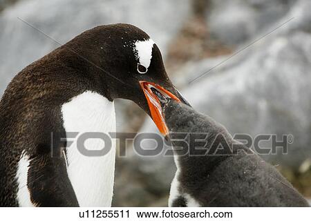 Gentoo penguin (Pygoscelis Papua) parent feeding downy chick on Jougla Point, Wiencke Island, near the Antarctic Peninsula. View Large Photo Image Stock Image - Gentoo penguin (Pygoscelis Papua) parent feeding downy chick on Jougla Point, Wiencke Island, near the Antarctic Peninsula.. Fotosearch