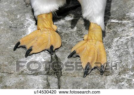Stock Image - Gentoo Penguin (Pygoscelis Papua) close-up of feet. Falkland Islands, South Atlantic Ocean.. Fotosearch