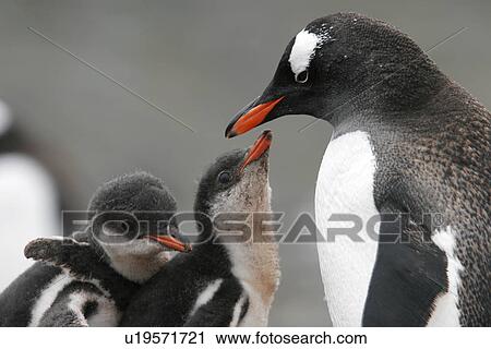 Stock Image - Gentoo penguin (Pygoscelis Papua) parent feeding chicks on Petermann Island near the Antarctic Peninsula.. Fotosearch
