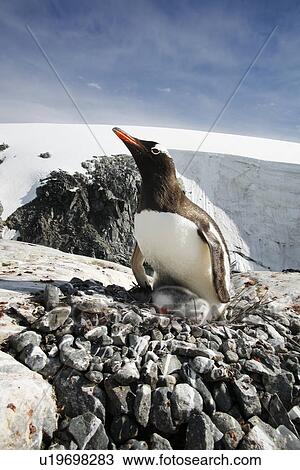 Gentoo penguin (Pygoscelis Papua) parent with downy chick on Petermann Island, near the Antarctic Peninsula. View Large Photo Image Stock Image - Gentoo penguin (Pygoscelis Papua) parent with downy chick on Petermann Island, near the Antarctic Peninsula.. Fotosearch