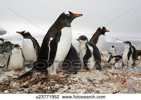 Gentoo penguin (Pygoscelis Papua) parents with downy chicks on Petermann Island, near the Antarctic Peninsula. View Large Photo Image Stock Image - Gentoo penguin (Pygoscelis Papua) parents with downy chicks on Petermann Island, near the Antarctic Peninsula.. Fotosearch