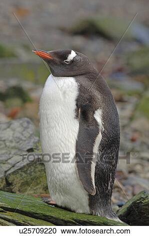 Gentoo Penguin (Pygoscelis Papua) Grytviken Harbour, South Georgia View Large Photo Image Stock Image - Gentoo Penguin (Pygoscelis Papua) Grytviken Harbour, South Georgia. Fotosearch