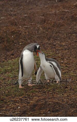 Stock Image - Gentoo Penguin (Pygoscelis Papua) feeding chick Moltke Island, Antarctic Peninsula. Fotosearch