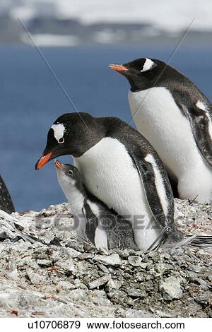 Stock Photo - Gentoo penguin (Pygoscelis Papua) parent feeding two downy chick in the Aitcho Island Group near the Antarctic Peninsula.. Fotosearch