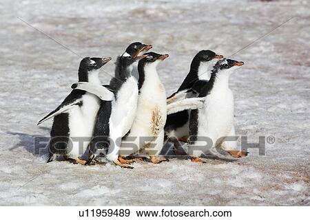 Stock Photo - Gentoo Penguin (Pygoscelis Papua) creche (protective group of chicks while parents are at sea feeding) walking in formation on the Antarctic Peninsula.. Fotosearch