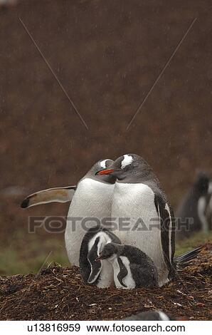 Gentoo Penguin (Pygoscelis Papua) family Moltke Island, Antarctic Peninsula View Large Photo Image Stock Photo - Gentoo Penguin (Pygoscelis Papua) family Moltke Island, Antarctic Peninsula. Fotosearch