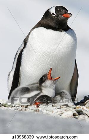 Gentoo penguin (Pygoscelis Papua) parent with two downy chicks on Pleneau Island, near the Antarctic Peninsula. View Large Photo Image Stock Photo - Gentoo penguin (Pygoscelis Papua) parent with two downy chicks on Pleneau Island, near the Antarctic Peninsula.. Fotosearch