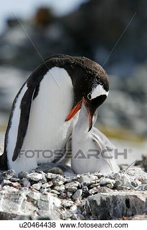 Stock Photo - Gentoo penguin (Pygoscelis Papua) parent feeding downy chick on Pleneau Island, near the Antarctic Peninsula.. Fotosearch