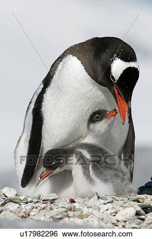 Gentoo penguin (Pygoscelis Papua) parent with two downy chicks on Pleneau Island, near the Antarctic Peninsula. View Large Photo Image Stock Photograph - Gentoo penguin (Pygoscelis Papua) parent with two downy chicks on Pleneau Island, near the Antarctic Peninsula.. Fotosearch