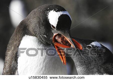 Stock Photography - Gentoo Penguin (Pygoscelis Papua) parent feeding regurgitated krill to hungry chick in Antarctica.. Fotosearch