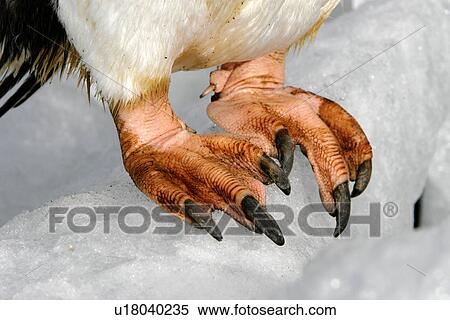 Stock Photography - Gentoo Penguin (Pygoscelis Papua) close-up of feet on ice in Antarctica.. Fotosearch