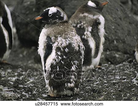 Gentoo penguin (Pygoscelis Papua) juvenile shedding down feathers into adult plumage, Antarctic Peninsula View Large Photo Image Stock Photography - Gentoo penguin (Pygoscelis Papua) juvenile shedding down feathers into adult plumage, Antarctic Peninsula. Fotosearch