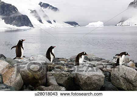 Stock Image - Gentoo Penguins (Pygoscelis Papua) four adults walking in formation to the sea. Antarctic Peninsula.. Fotosearch