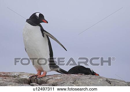 Stock Image - Gentoo penguins (Pygoscelis Papua) Port Lockroy, Antarctic Peninsula. Fotosearch