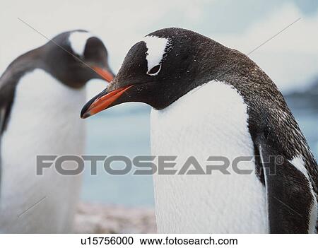Stock Image - Gentoo penguins (Pygoscelis Papua) Port Lockroy, Antarctica. Fotosearch