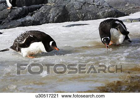 Stock Image - Gentoo Penguins (Pygoscelis Papua) Adults drinking fresh water from ice runoff in Antarctica.. Fotosearch