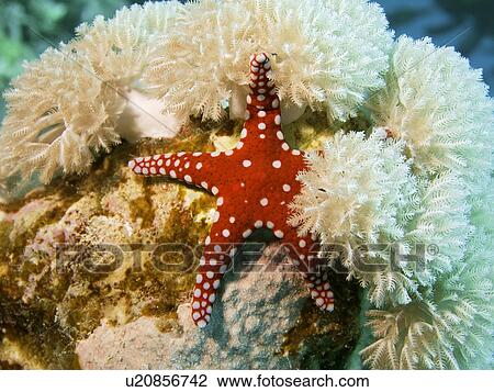 Ghardaqa sea star (Fromia ghardaqana) Laguna Reef, Sharm El Sheikh, South Sinai, Red Sea, Egypt. View Large Photo Image Stock Image - Ghardaqa sea star (Fromia ghardaqana) Laguna Reef, Sharm El Sheikh, South Sinai, Red Sea, Egypt.. Fotosearch