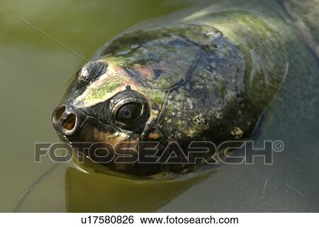 Giant amazon river turtle, Podocnemis expansa, Manaus, Amazonas, Brazil View Large Photo Image Stock Photograph - Giant amazon river turtle, Podocnemis expansa, Manaus, Amazonas, Brazil. Fotosearch