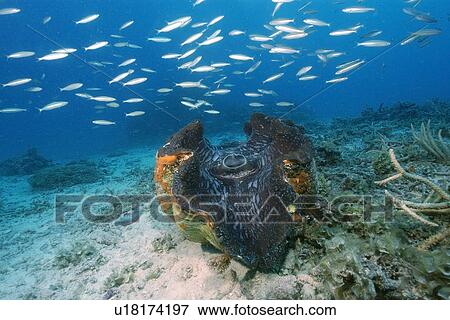 Stock Photo - Giant clam, Tridacna gigas, Rongelap, Marshall Islands, Micronesia. Fotosearch