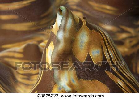 Giant clam, Tridacna sp., detail of mantle and eyes, Dauin, s, Philippines View Large Photo Image Stock Image - Giant clam, Tridacna sp., detail of mantle and eyes, Dauin, s, Philippines. Fotosearch