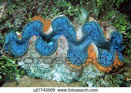 Giant clam with encrusting sponge (Tridacna maxima) Rongelap, Marshall Islands (N. Pacific) View Large Photo Image Stock Photo - Giant clam with encrusting sponge (Tridacna maxima) Rongelap, Marshall Islands (N. Pacific). Fotosearch