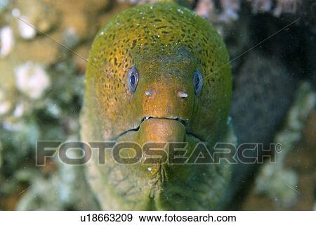 Stock Photo - Giant moray, Gymnothorax javanicus, Rongelap, Marshall Islands, Micronesia. Fotosearch