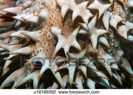 Stock Image - Giant sea cucumber (Thelenota ananas), Rongelap, Marshall Islands (N. Pacific) d. Fotosearch