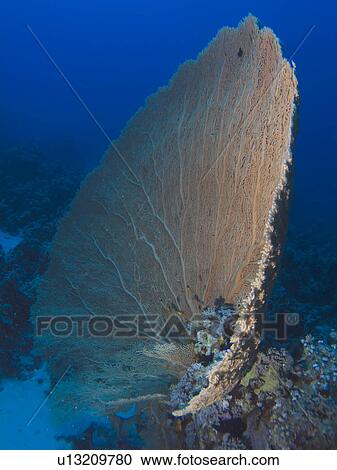 Giant sea fan (Annella mollis). Ras Ghamila, Sharm El Sheikh, South Sinai, Red Sea, Egypt. View Large Photo Image Stock Image - Giant sea fan (Annella mollis). Ras Ghamila, Sharm El Sheikh, South Sinai, Red Sea, Egypt.. Fotosearch