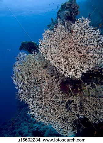 Picture - Giant sea fan (Annella mollis). Shark Observatory, Sharm El Sheikh, South Sinai, Red Sea, Egypt.. Fotosearch