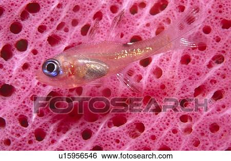 Glassy sweeper on pink vase sponge. Cayman Islands View Large Photo Image Stock Photograph - Glassy sweeper on pink vase sponge. Cayman Islands. Fotosearch