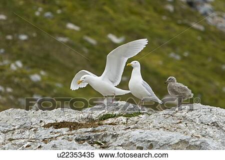 Stock Photography - Glaucous gull (Larus hyperboreus) parents with chick on Hornsund on the Southwest side of Spitsbergen in the Svalbard Archipelago in the Barents Sea, Norway.. Fotosearch